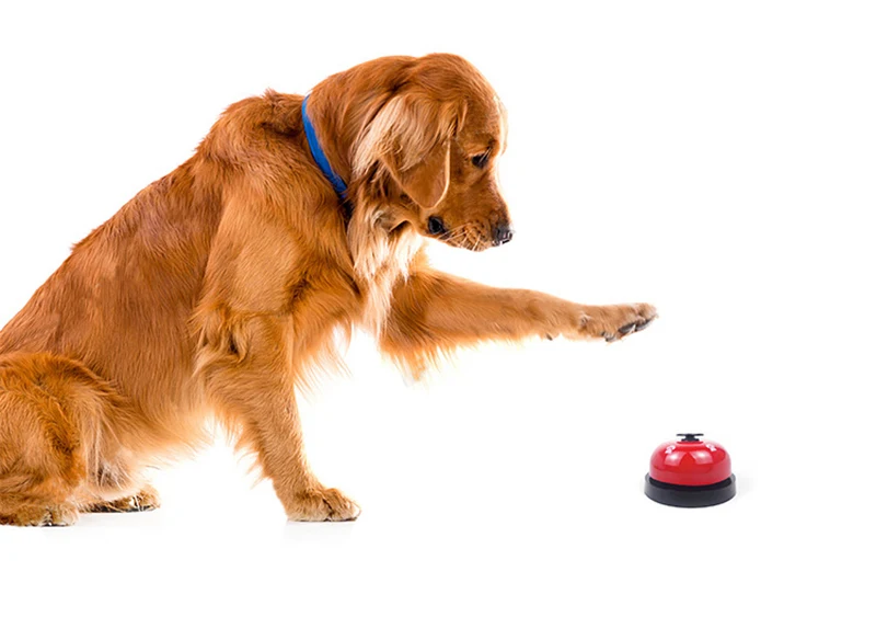 Training Interactive Bell Training Interactive Bell