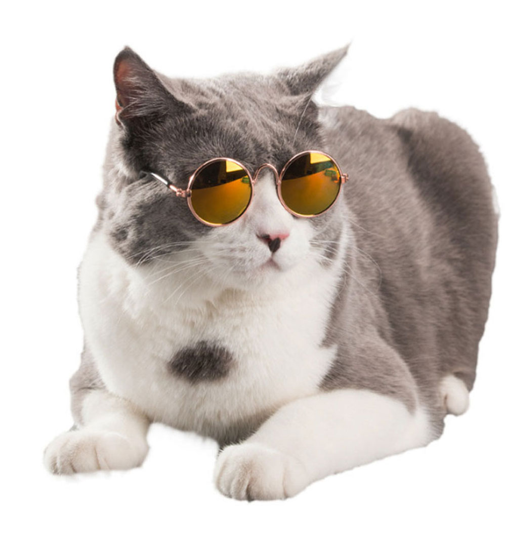Small Glasses for Pets Small Glasses for Pets